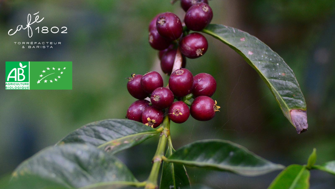 Qu'est ce que le café bio ?