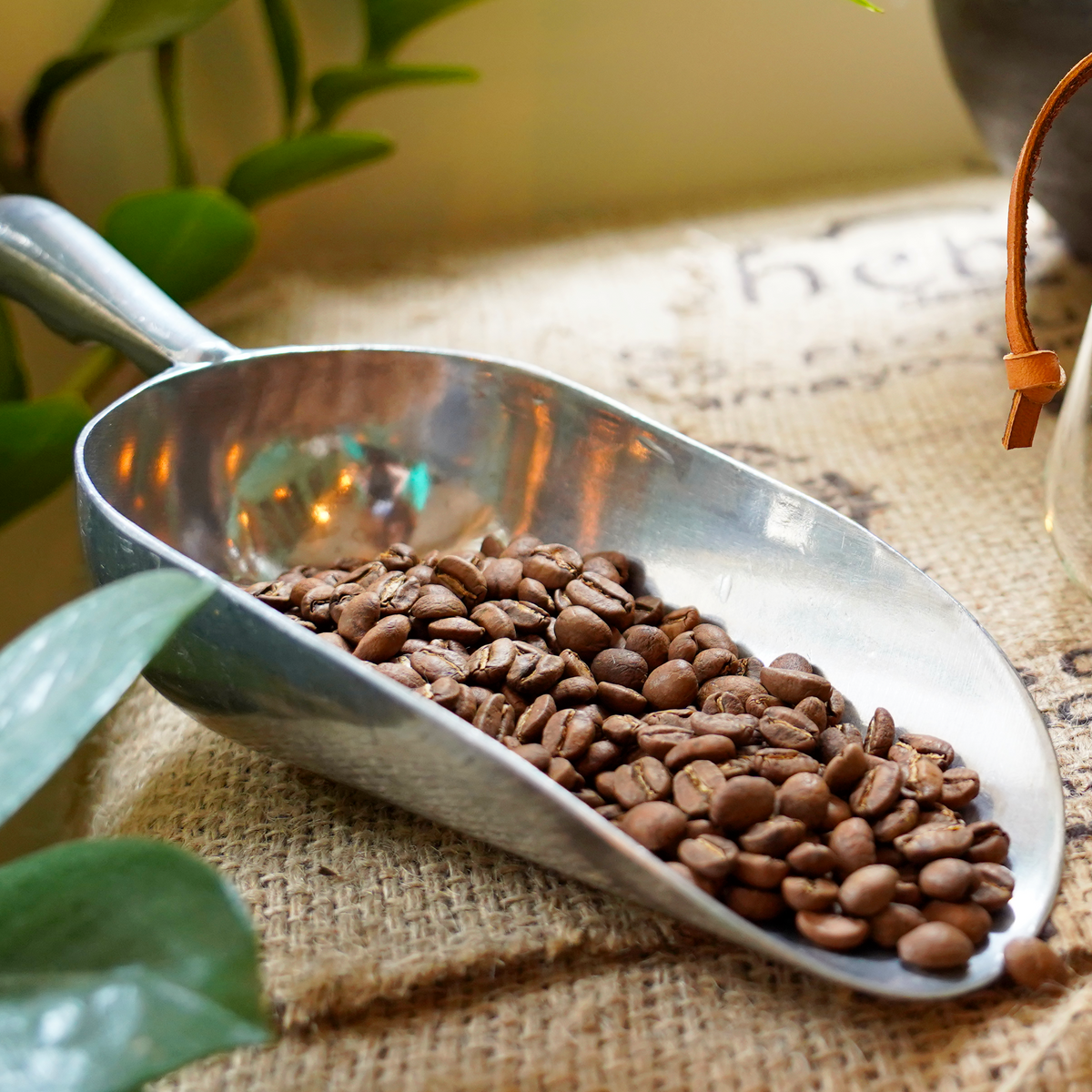 Photo de grain de café torréfié en France par notre torréfacteur Renaud