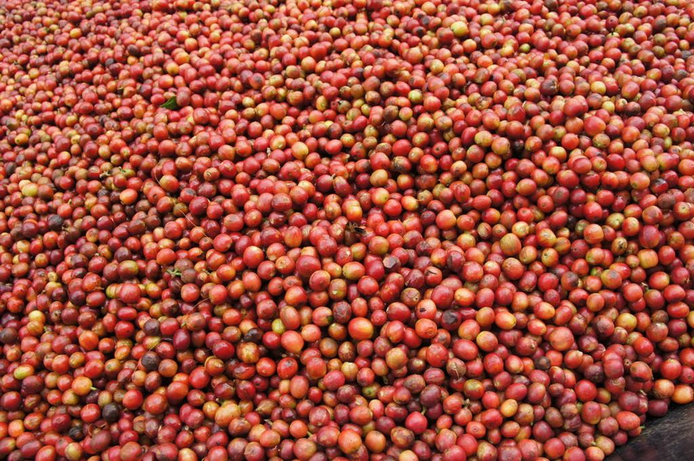 Ndimi - Kenya - Lavé