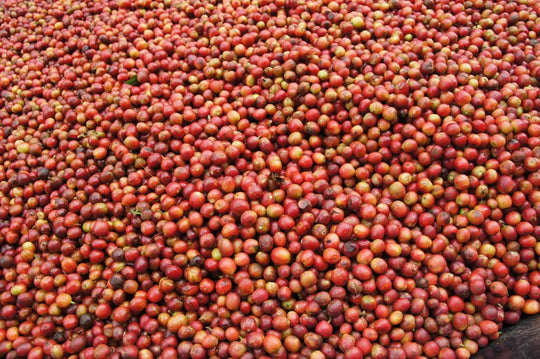 Ndimi - Kenya - Lavé