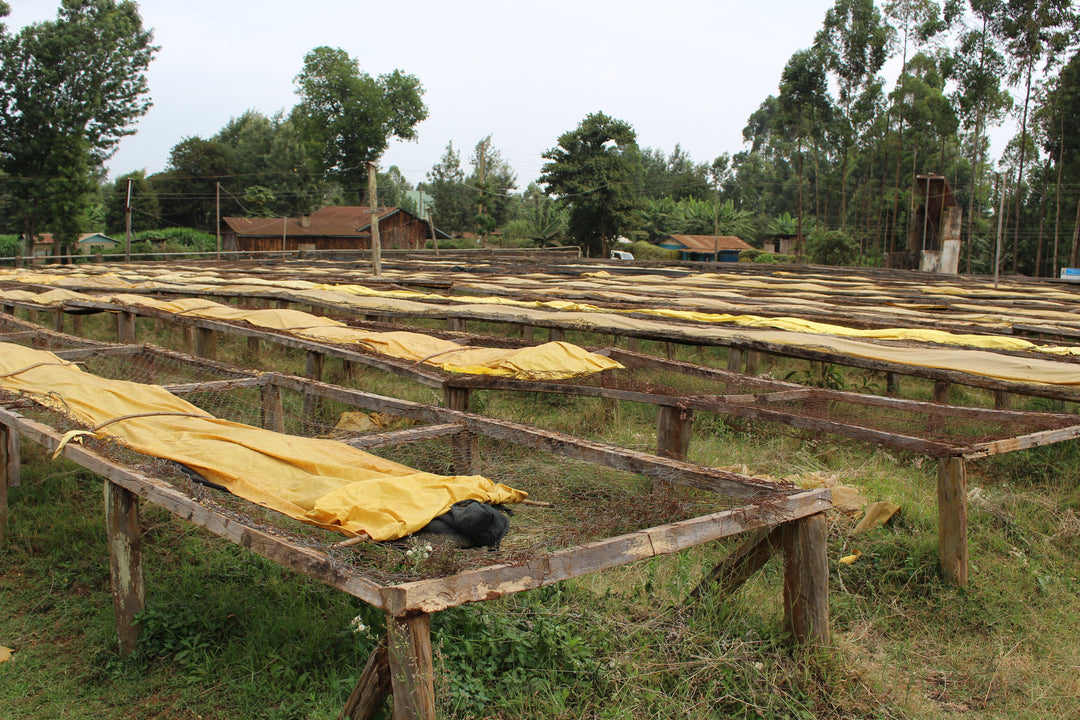 Ndimi - Kenya - Lavé