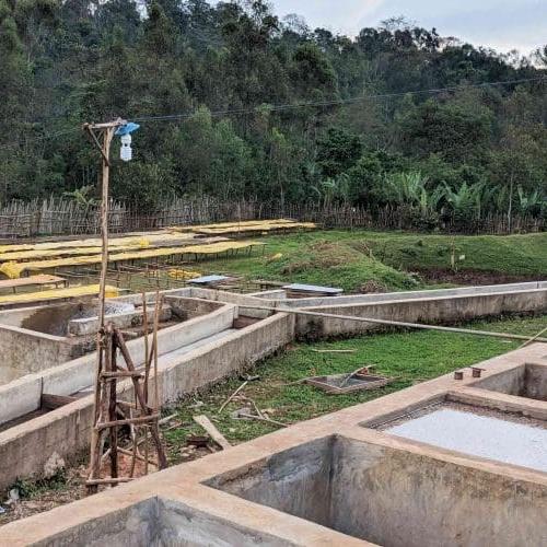 Bensa Shantawene - Ethiopie - lavé