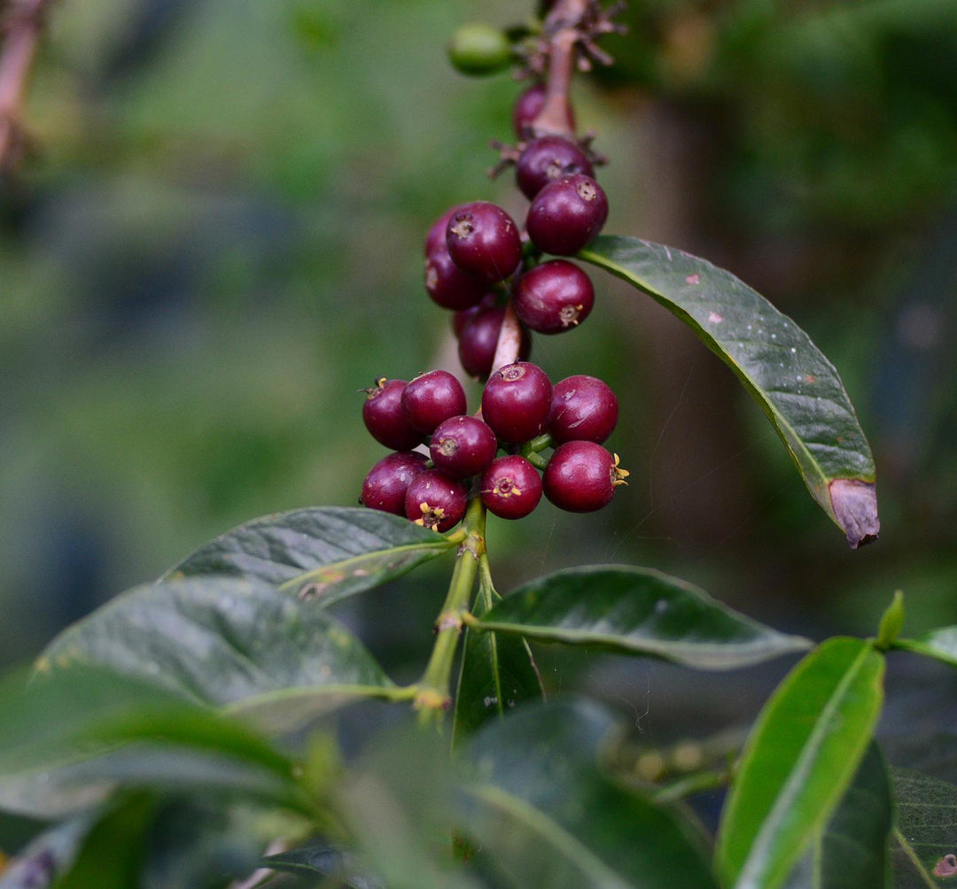 "Diima Benti" - Ethiopia - Natural