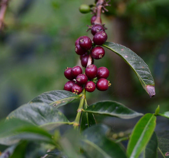 "Diima Benti" - Ethiopia - Natural