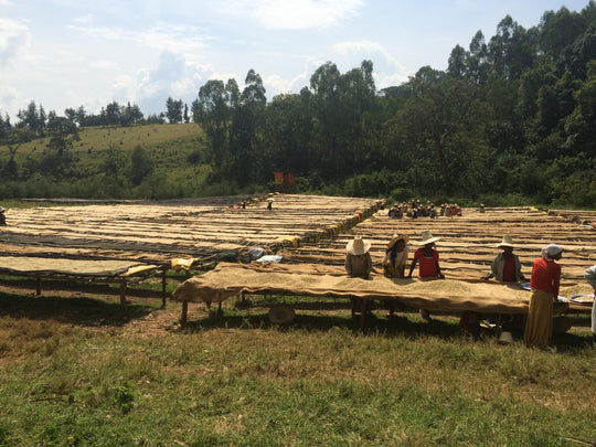 Nano Challa - Éthiopie bio - Lavé