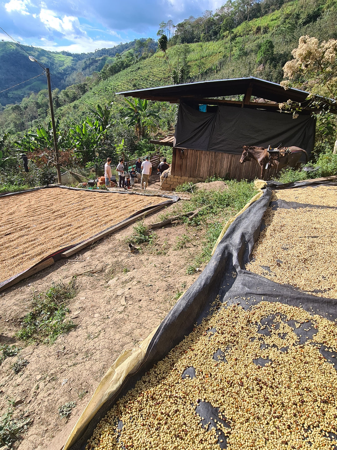 El Laurel - Pérou - Bio - lavé