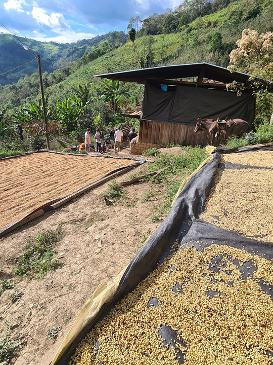 El Laurel - Pérou - Bio - lavé