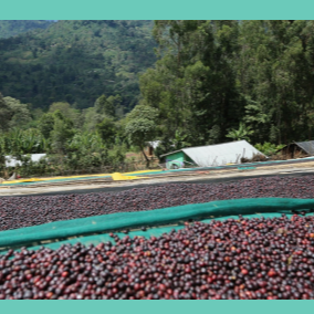 "Diima Benti" - Ethiopia - Natural