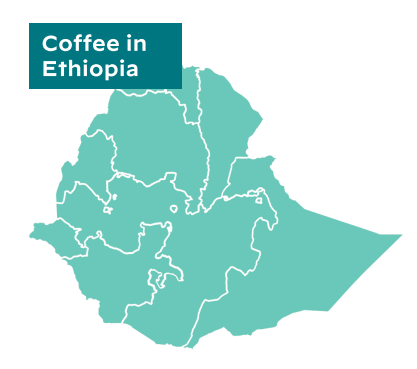 "Diima Benti" - Ethiopia - Natural