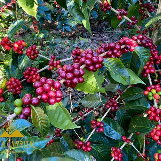 "Duromina" - Ethiopia - Organic - washed/last packets