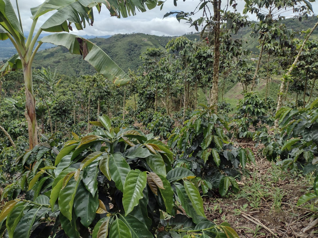 La Chorera - Colombie