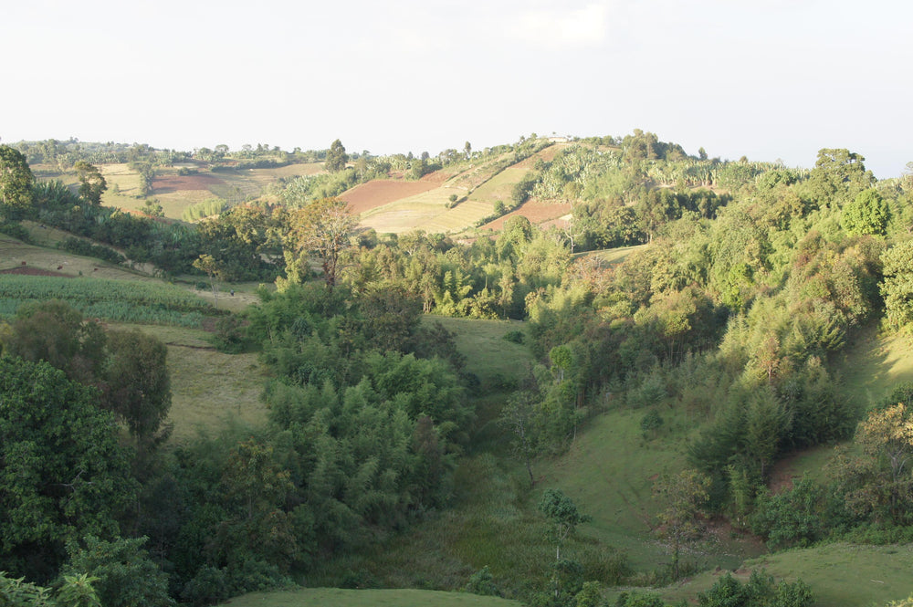 Nano Challa - Éthiopie bio - Lavé