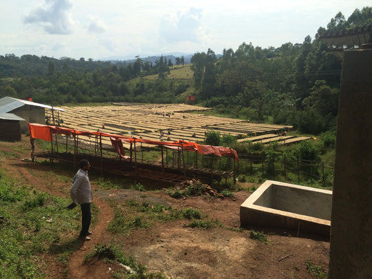 Nano Challa - Éthiopie bio - Lavé