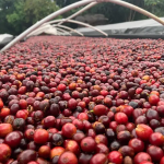 Suaza - Colombie - Extended Fermentation