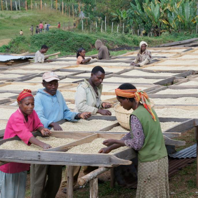 "Taramesa" - Ethiopia Organic - Natural