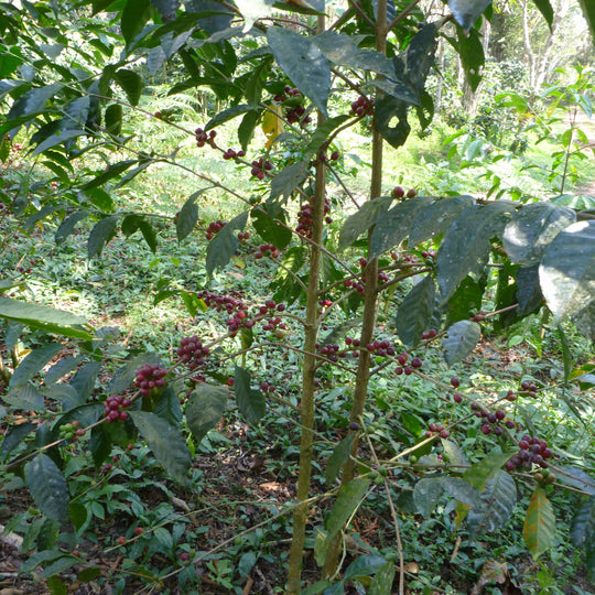 El Laurel - Pérou - Bio - lavé