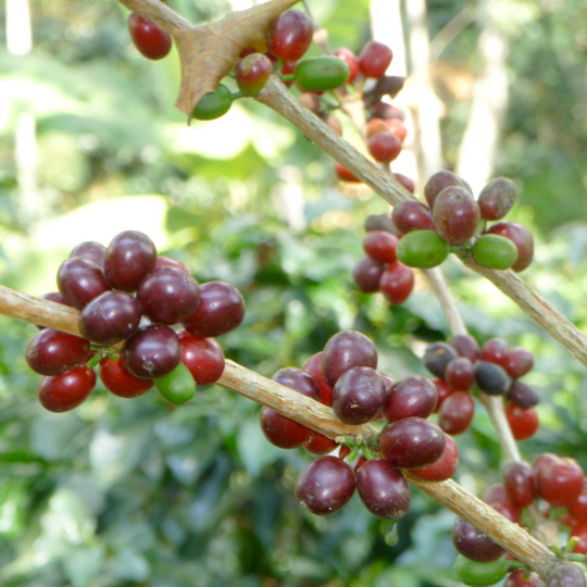 El Laurel - Pérou - Bio - lavé